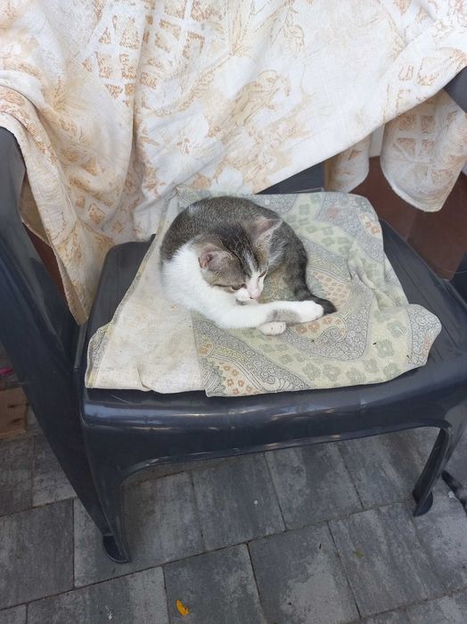 Koty do oddania za darmo