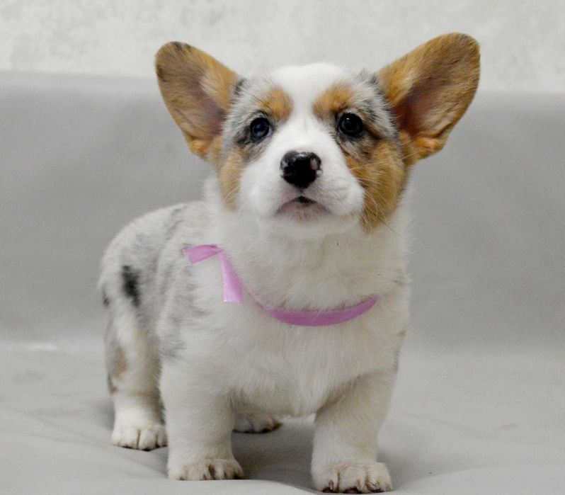 REZERWACJA Welsh Corgi Cardigan – Betsy | ur. 13.10.2025