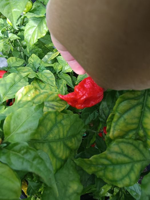 Vendo Carolina reaper fresca
