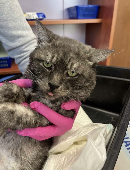 Grzesio szuka spokojnego domu na zawsze!