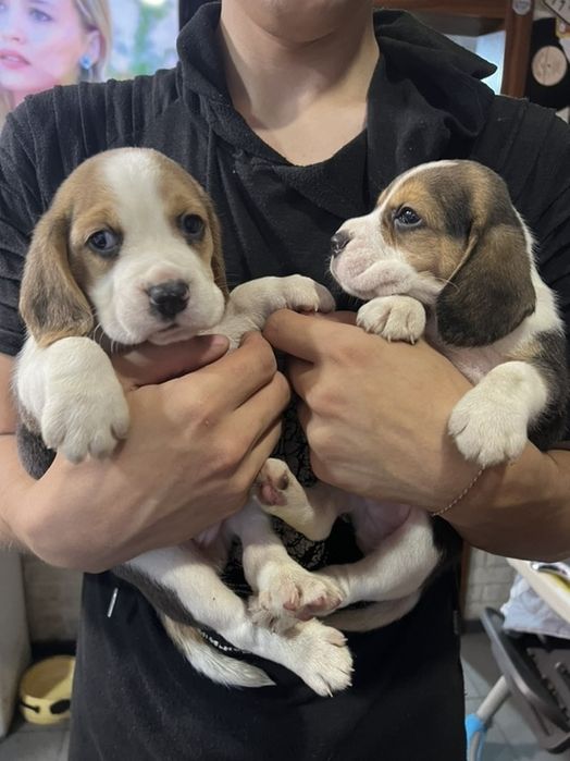 Щенки бигль девочка и мальчики