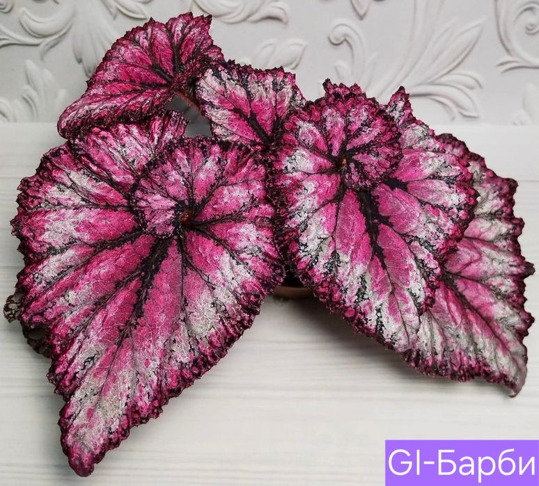 Бегонія сортові дітки