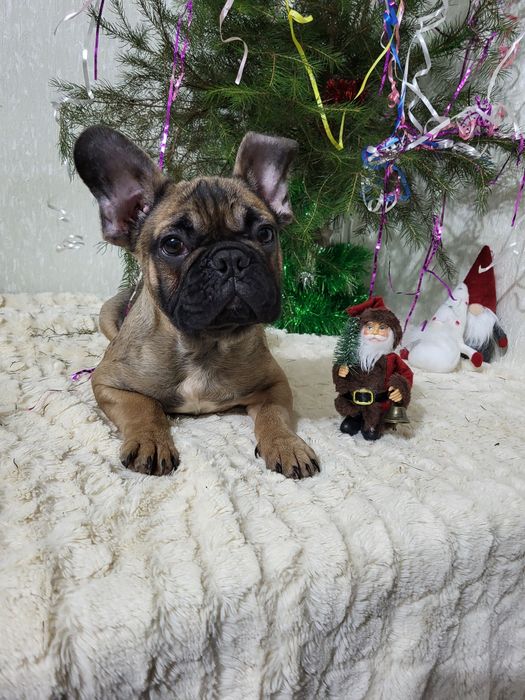 Французький бульдог