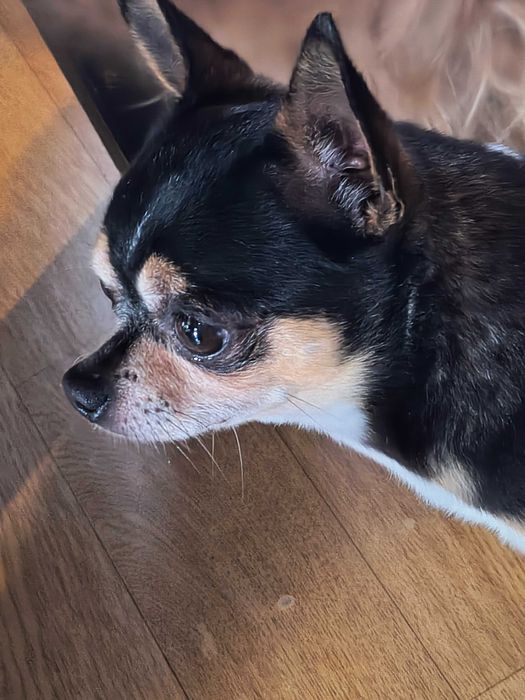 Chihuahua -  piękny  pies