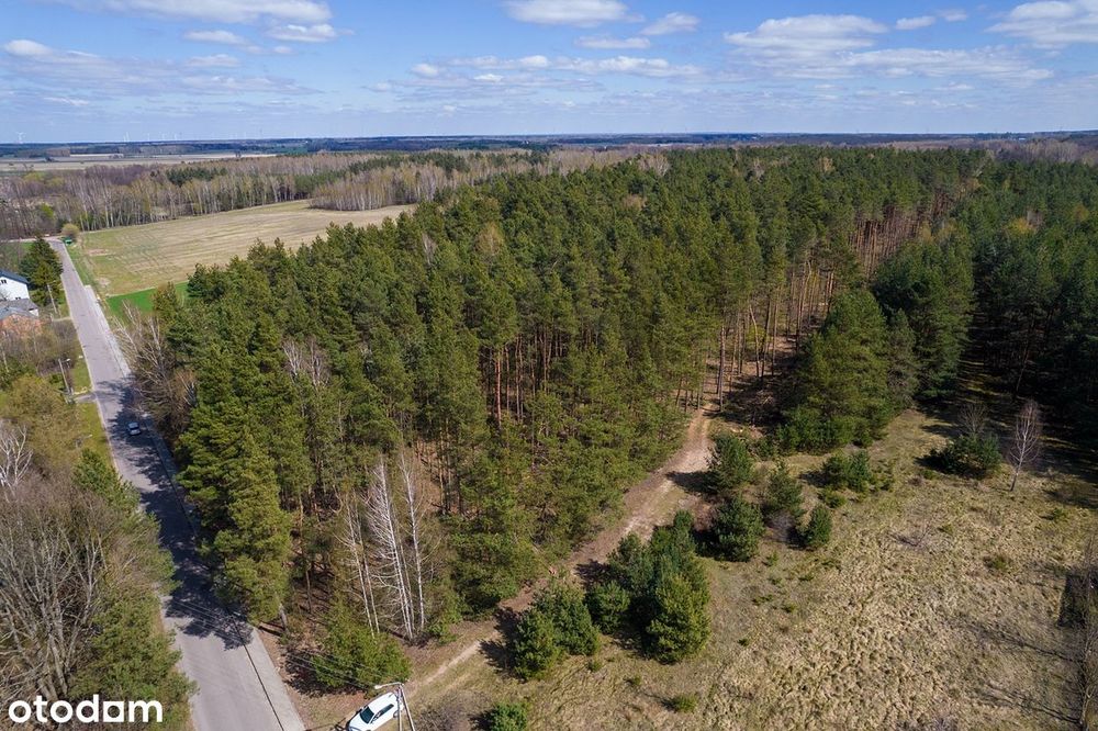Piękne działki leśne las natura sosna teren stworzony pod rekreacje - Widok 2