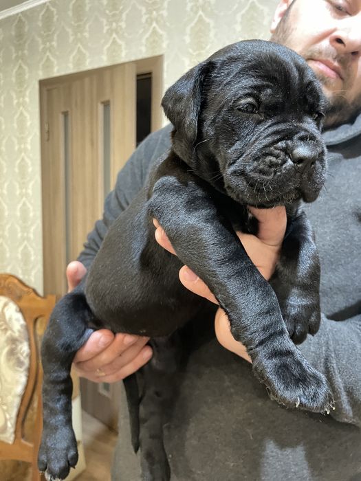 Чорна дівчинка_Куркума