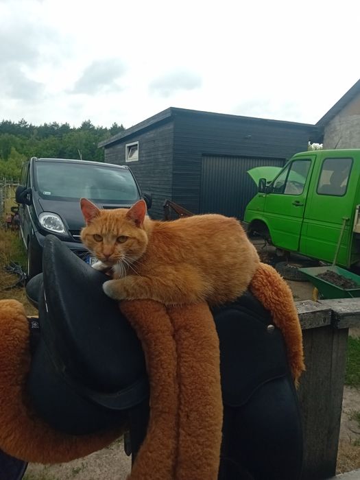 Podkładka pod siodło mattes vs M