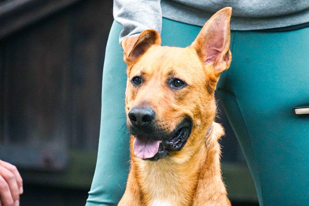 CYGAN - wesoły, młody , duży pies