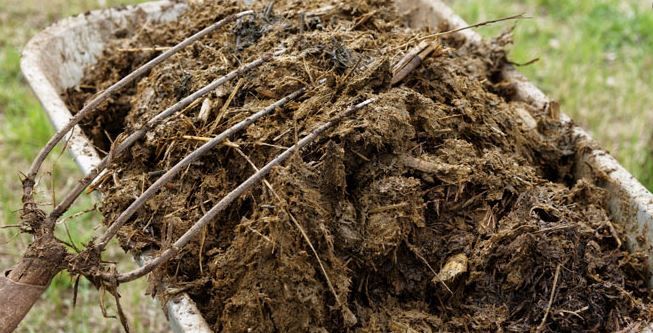 Naturalny obornik koński pod trawę dla roślin,warzyw i drzew owocowych