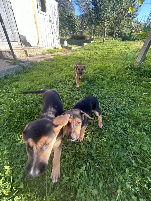 Собаки шукають дім