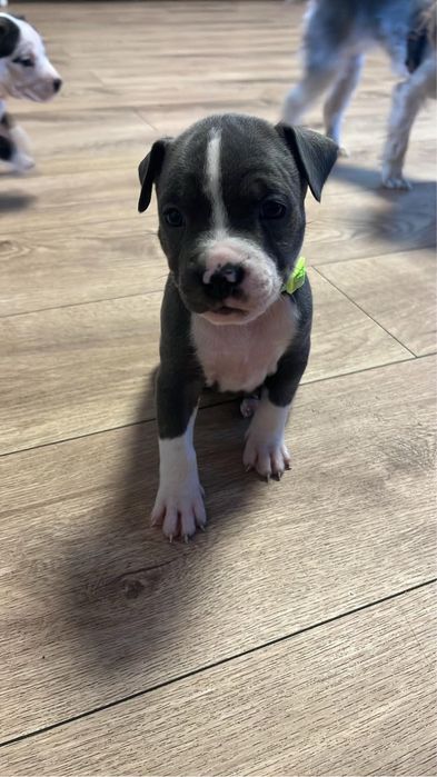 American Staffordshire Terrier (Amstaff)