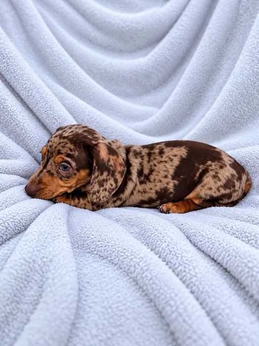 Teckel chocolate merle