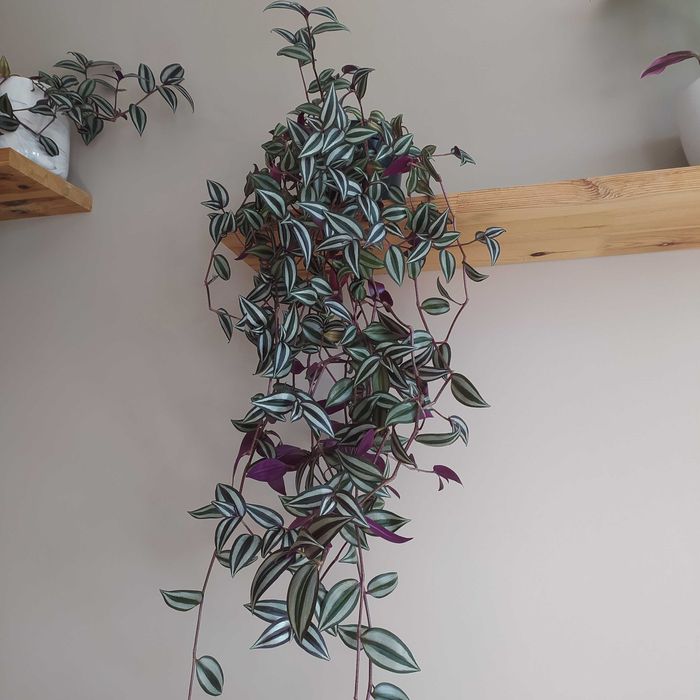 Trzykrotka roślina doniczkowa wisząca