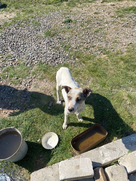 Собака в добрі руки!