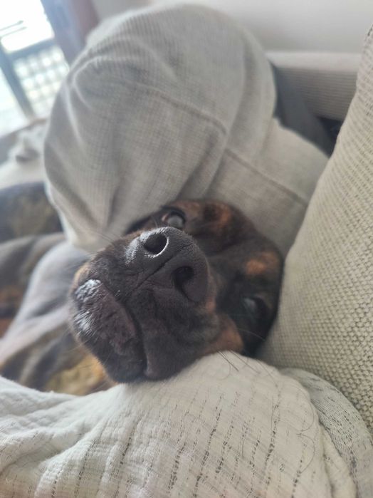 Cão carinhoso procura casa com espaço – não adequado para apartamento