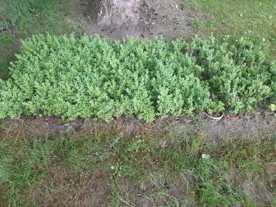 BUKSZPAN krzew, - wysokość średnia około 25 cm plus