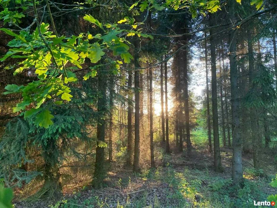 Sprzedam działkę budowlaną w lesie. Cisza, spokój, natura.