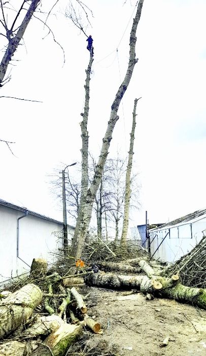 Alpinistyczna wycinka, pielęgnacja drzew. Karczowanie działek.