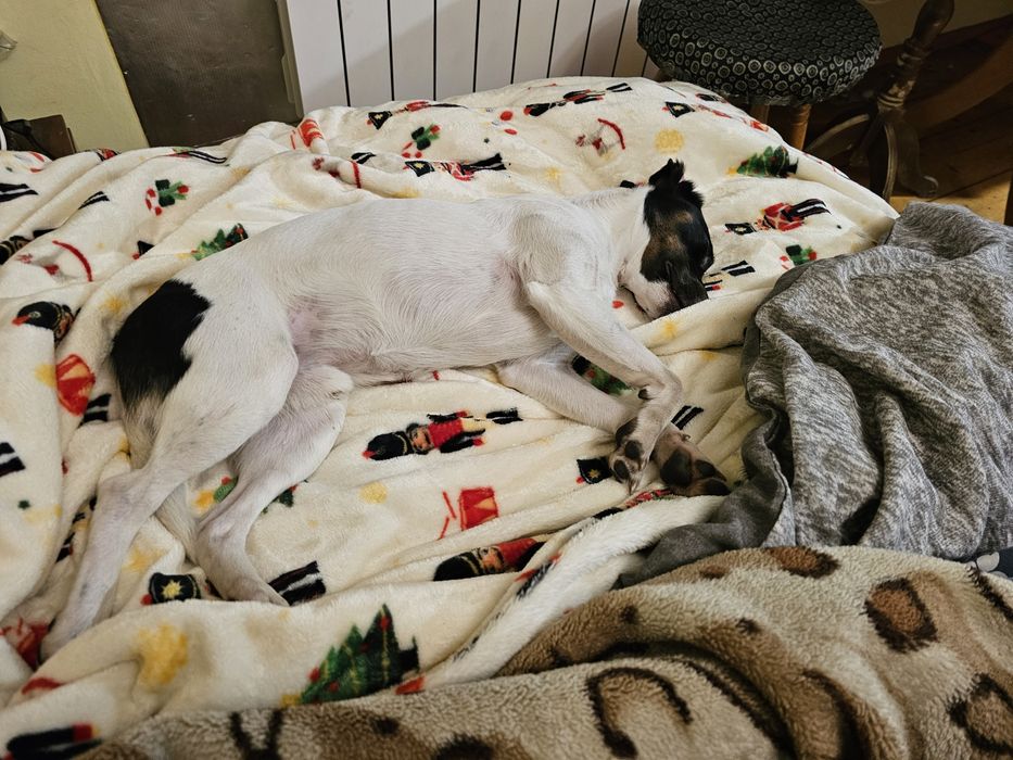 Pies z rodowodem Jack russell terrier