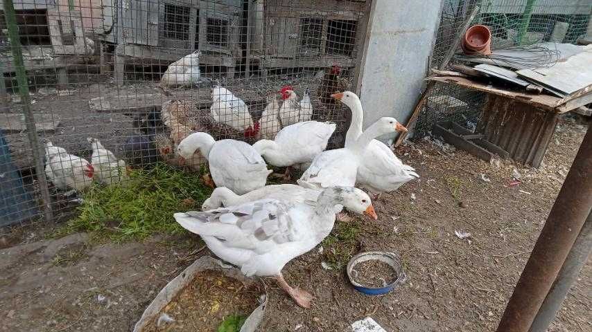 Продаю сім'ю гусей(тулуз+мамут),та живою вагою 95 грн/кг.