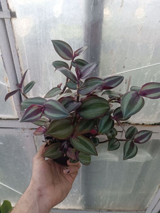trzykrotka Tradescantia zebrina ‘Evanesce’