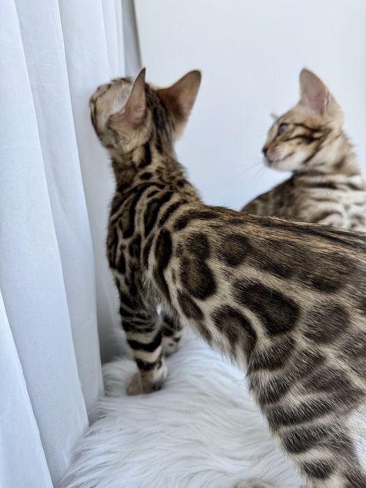 Продаж бенгальських кошенят