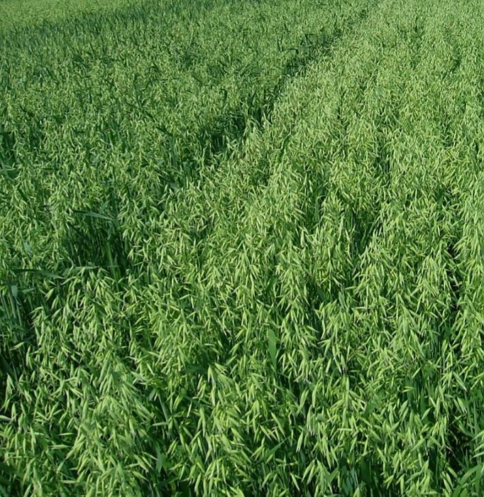 Owies jary R A M B O