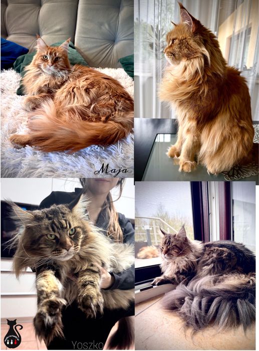 Maine Coon, kociak, kocur, kotka