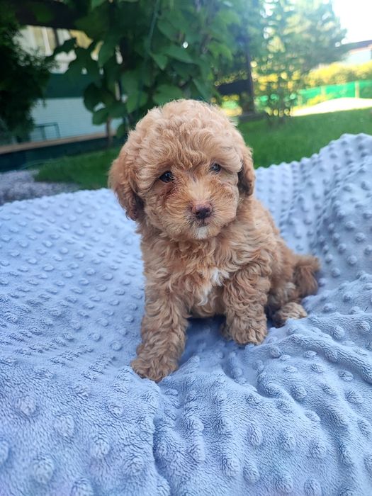 Maltipoo chłopiec xxs