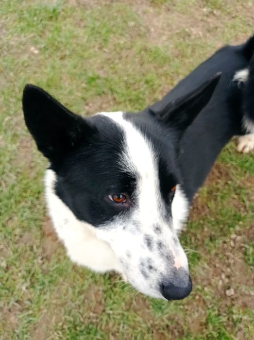 Mały Trufel do adopcji