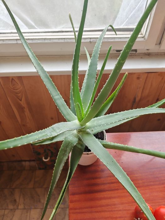 Алое чотирирічний