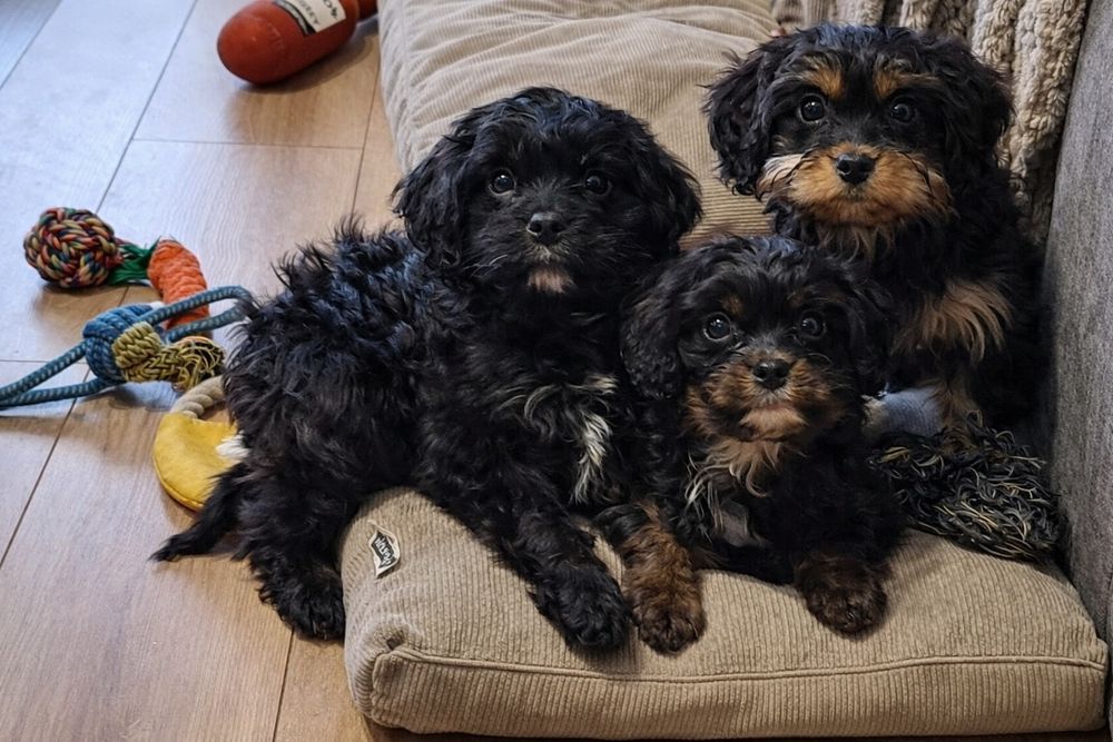 Piesek Cavapoo (Cavalier king charles spaniel/ Pudel)