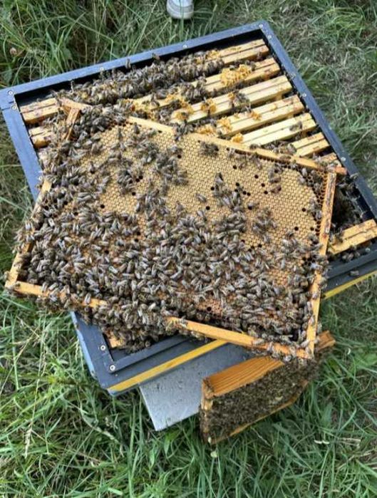 Rodziny pszczele Krainka Buckfast sklenar