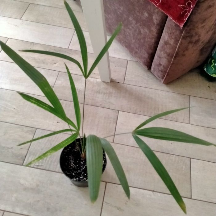 продам ,бокарнею,пальму