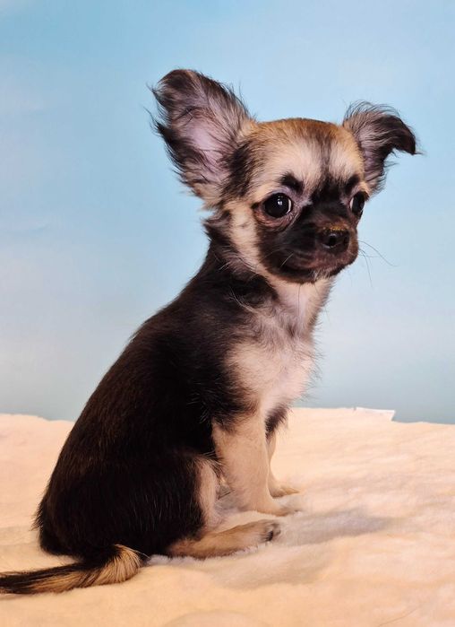 Chiuhaha Samiec długowłosy z Domowej Hodowli Gotowy na nowy Dom