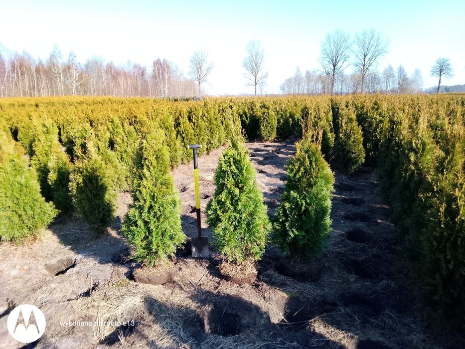 Tuja Szmaragd 120-140 cm Łebskie Rośliny