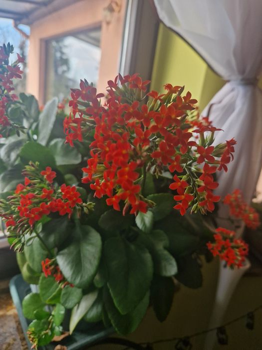 Kalanchoe kwiat kwiatek