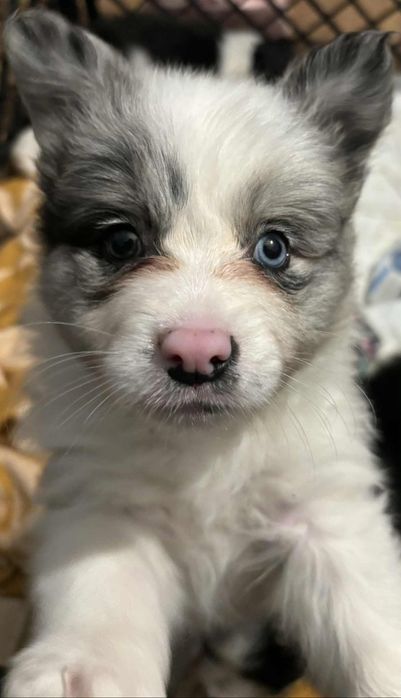 Border Collie suczka ZKwP