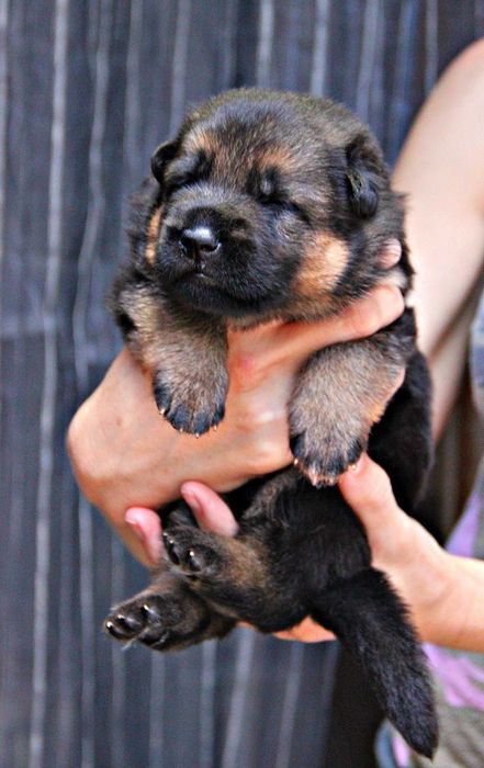 Німецька вівчарка, шикарні цуценята, від розпілдника КСУ