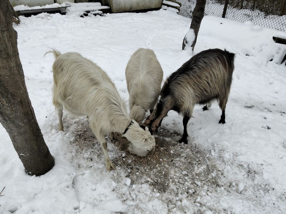 Продам кози молоді