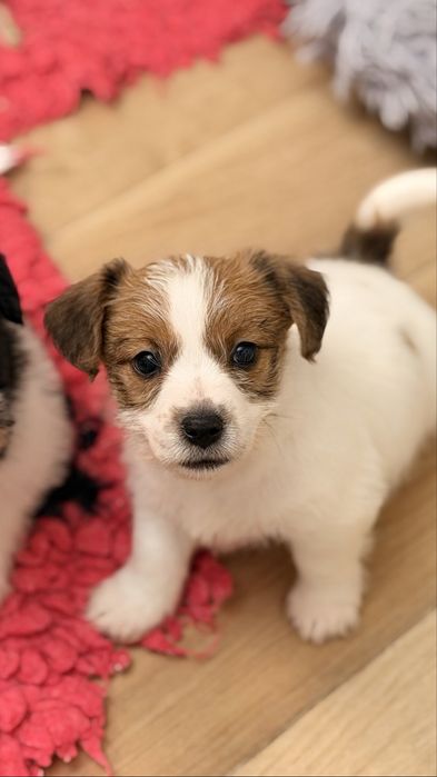 Piesek Jack Russell terrier ZKWP/FCI szorstkowlosy