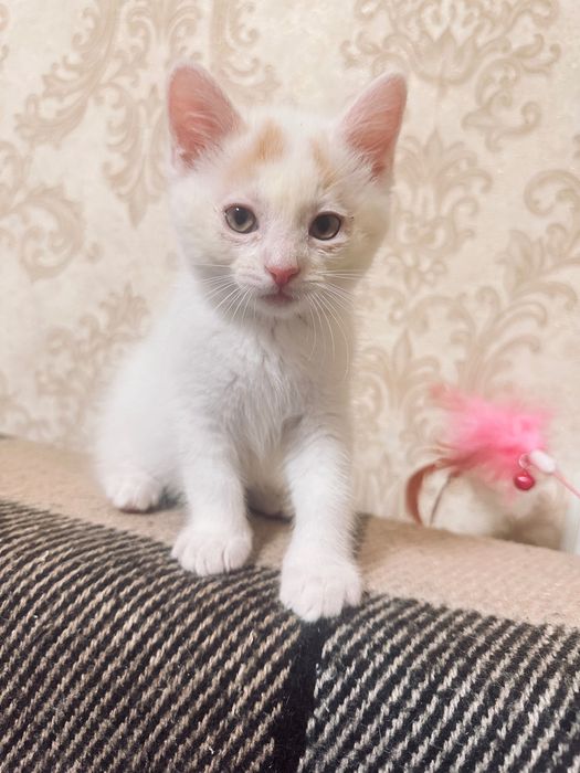 Віддається кошеня
