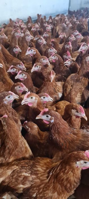 Kury NIOSKI Rosa od 16 do 24 tygodnia ! Leghorn ! Dowóz GRATISA !!