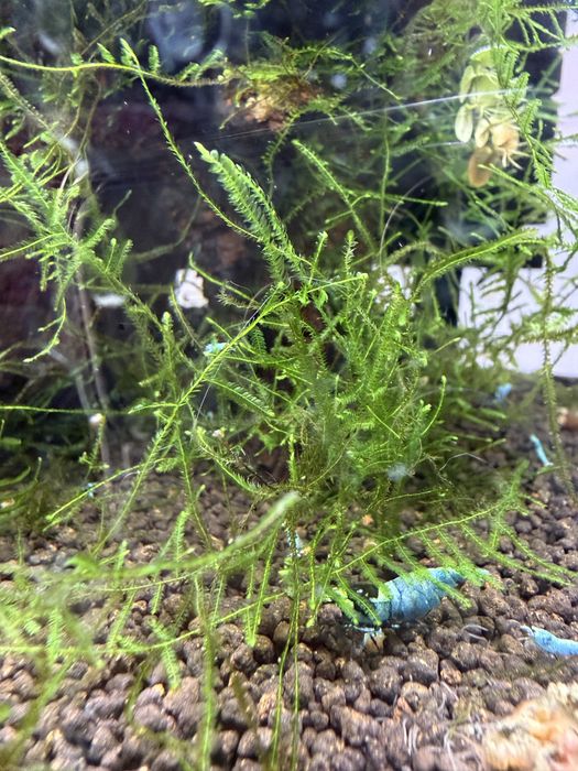 Caridina blue mosura