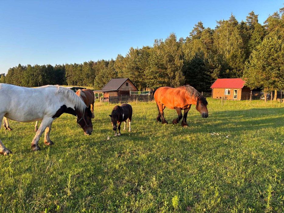 Leśny Zakątek – Mazury / Warmia – Domek nad jeziorem Dadaj – Ramsowo