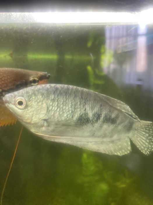 Продам рыбки аквариумные