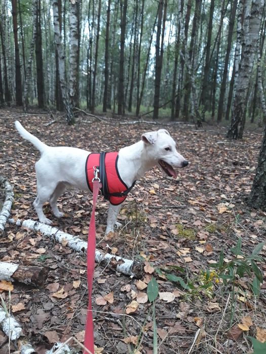 Sprzedam dorosłego psa rasy Jack Russell Terrier!
