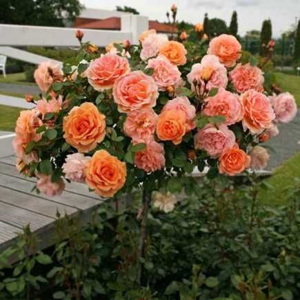 Троянди на штамбі (ЗКС)/Саженцы роз на штамбе