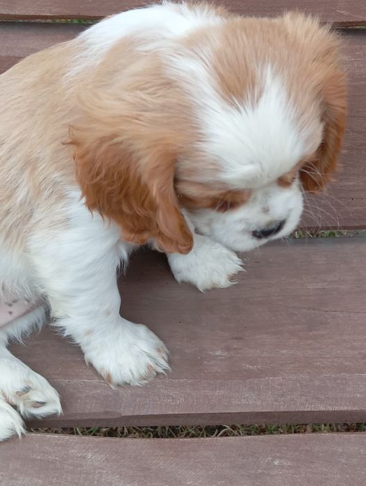 Cavalier king charles spaniel