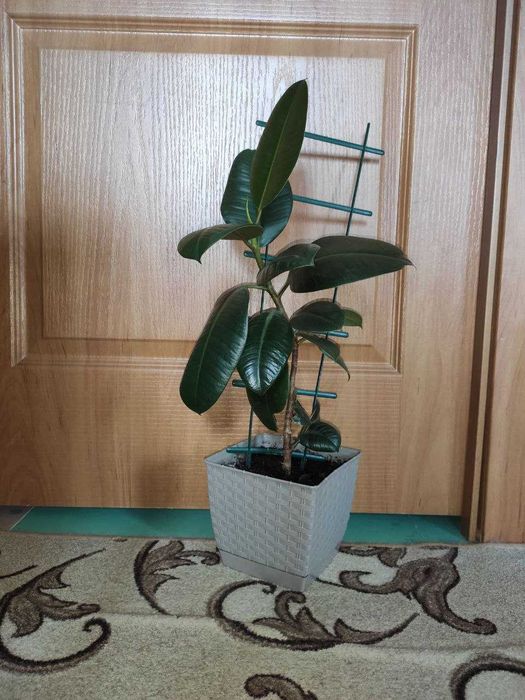 Фикус кустовой  молодое растение